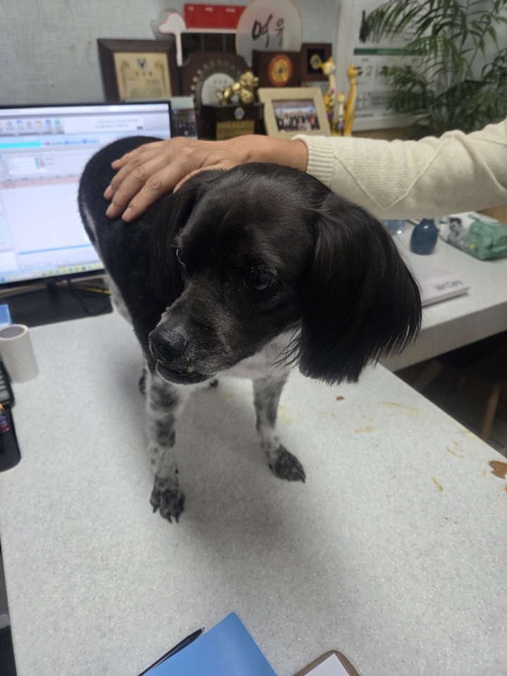 종료(입양) 코카 …